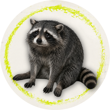 Cashcoon head